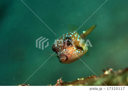 泳ぐハコフグ幼魚の写真素材