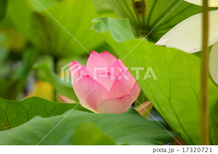 天龍寺のハスの花 17320721