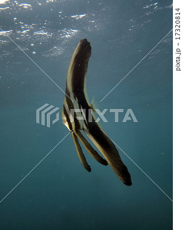 ツバメウオ幼魚の写真素材