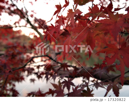 紅葉を見て池を望む 17320822