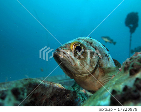 狙うメバル 狙うメバル 17320979