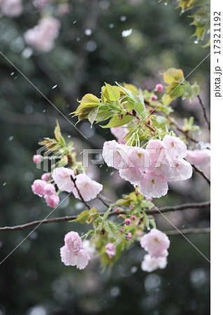 桜 みぞれ 桜 みぞれ 17321192