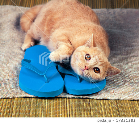 Kitten lying on flip flops sandals 17321383