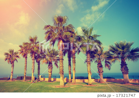 Embankment with palm trees in Netanya city, Israel 17321747