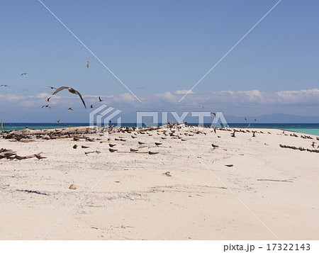 ミコマスケイの鳥の群れ 17322143