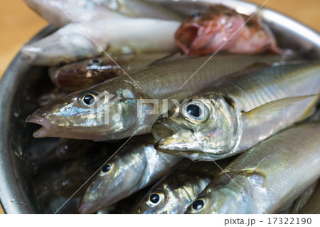 アジと白鱚 17322190