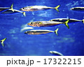 仙台うみの杜水族館のイワシの群れ 仙台うみの杜水族館のイワシの群れ 17322215