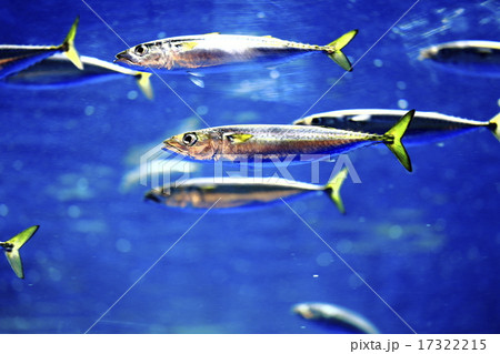 仙台うみの杜水族館のイワシの群れ 17322215