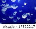 仙台うみの杜水族館のクラゲ 仙台うみの杜水族館のクラゲ 17322217