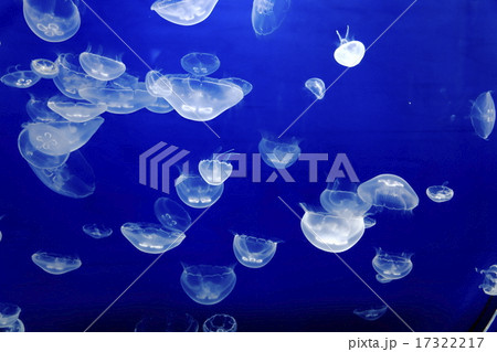 仙台うみの杜水族館のクラゲ 仙台うみの杜水族館のクラゲ 17322217