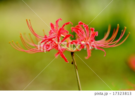 ヒガンバナ 17323813