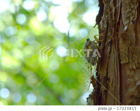 ヒグラシ 17323815