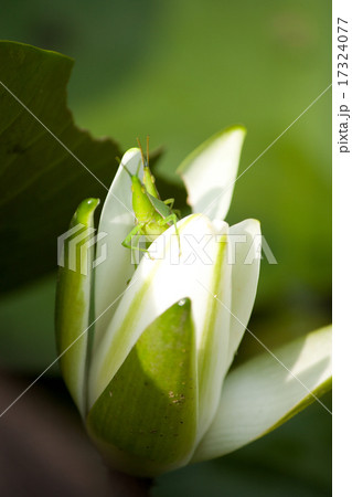 おんぶばったが遊ぶ睡蓮のつぼみ  17324077