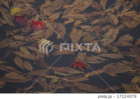 池に浮かぶ紅葉 17324079