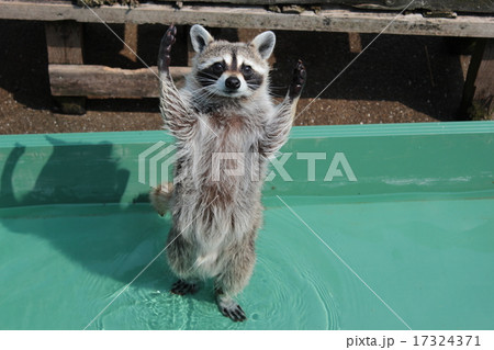 アライグマ 17324371