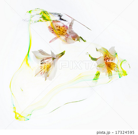 アルストロメリア 17324595