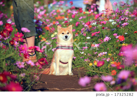 柴犬とコスモス畑(佐倉ふるさと広場) 柴犬とコスモス畑(佐倉ふるさと広場) 17325282