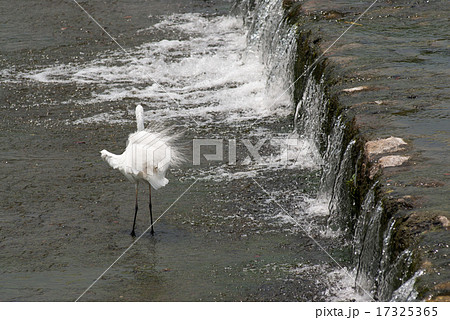 コサギ 17325365