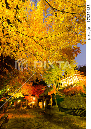 瑞鳳殿「紅葉ライトアップ」 瑞鳳殿「紅葉ライトアップ」 17325488