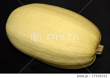 錦糸瓜 17326252