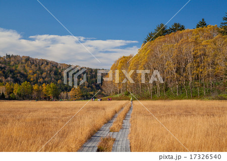 尾瀬　大江湿原の紅葉 17326540