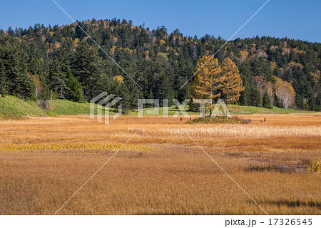 尾瀬大江湿原　三本カラマツの紅葉 17326545