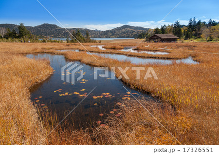 尾瀬　沼尻の池塘と草紅葉 17326551