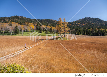 尾瀬大江湿原　三本カラマツの紅葉 17326557