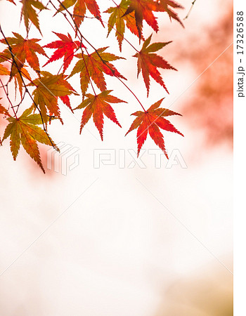 autumnal background autumnal background 17326588