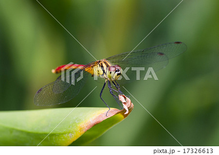 赤とんぼ・マユタテアカネ 17326613