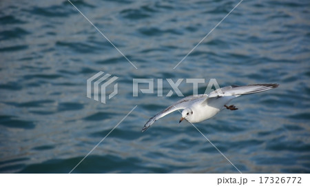 Seagull Seagull 17326772