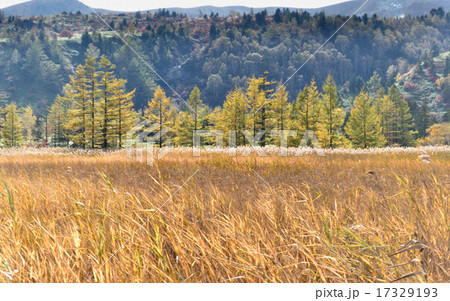 カラマツの黄葉 カラマツの黄葉 17329193