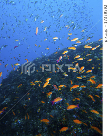 キンギョハナダイ キンギョハナダイ 17329592