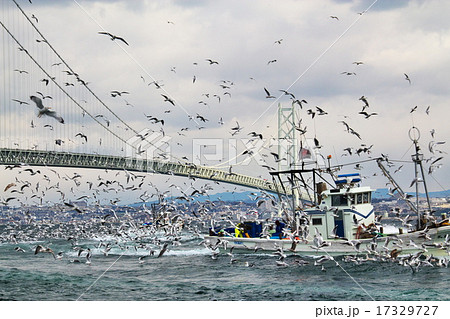 イカナゴ漁 17329727