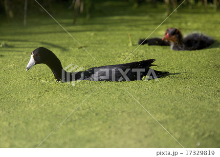 American Coot Waterhen 17329819