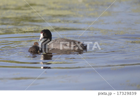 American Coot Waterhen 17329839