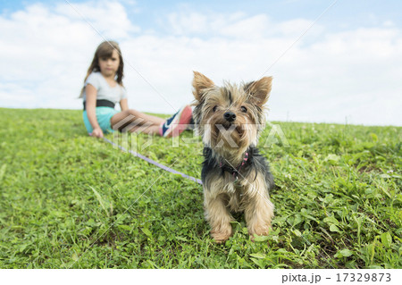 portrait of girl keeping pretty dog outdoor portrait of girl keeping pretty dog outdoor 17329873