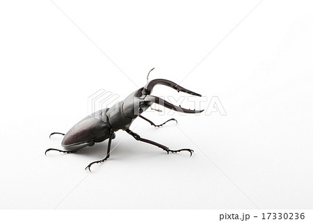 ノコギリクワガタ ノコギリクワガタ 17330236