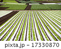 ポリエチレンシートを利用した畑 17330870