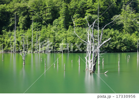自然湖の立ち枯れ 17330956