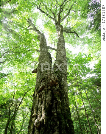 森の番人 17331287