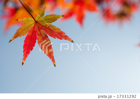 爽やかな秋空　紅葉 17331292