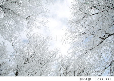 霧氷の木々 17331331