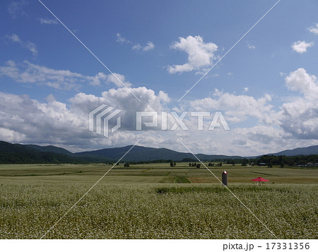 蕎麦畑 17331356