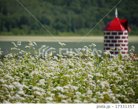 そばの花 17331357