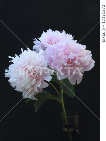 牡丹 牡丹 17331372