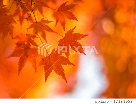 autumn leaves, very shallow focus 17331958