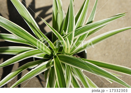 オリヅルラン オリヅルラン 17332303