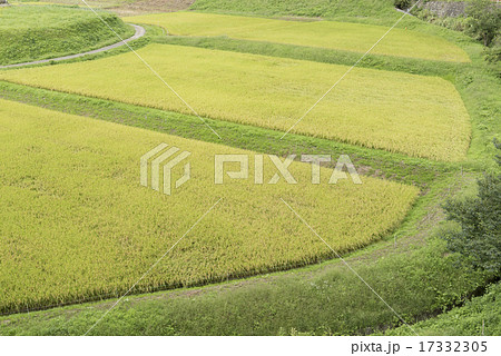 緑の稲穂と風景 17332305