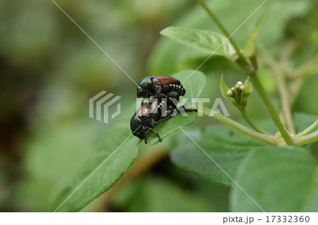 コガネムシの交尾(マメコガネ) コガネムシの交尾(マメコガネ) 17332360